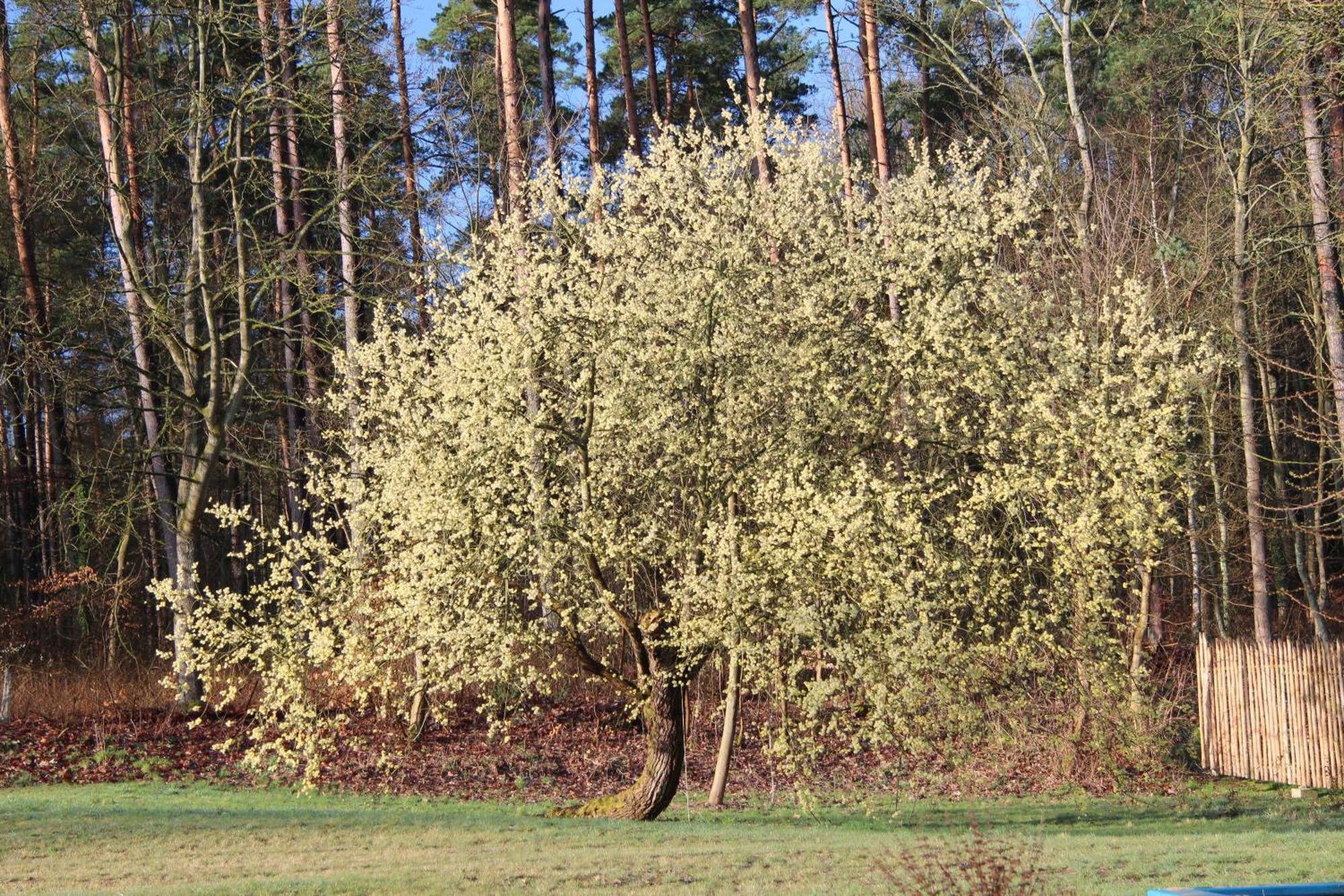 Ferien In Troja Villa Lärz Kültér fotó